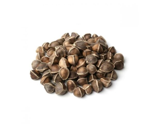 Moringa seed