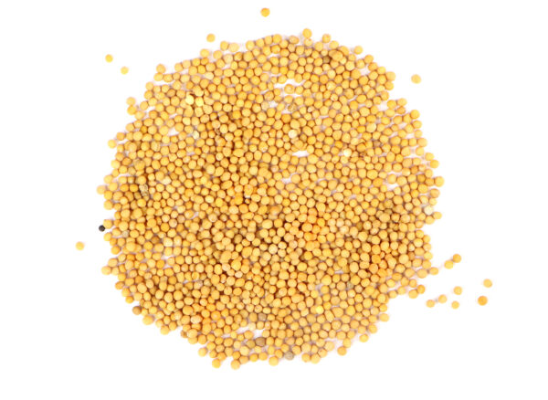 Mustard seed